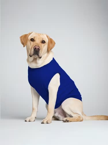 Pet Wear